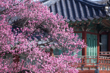 서울관광재단, 색다른 봄꽃 따라 떠나는 서울의 봄 여행 소개.. 먼저피는 홍매화 명소 등
