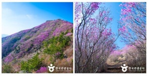 한국관광공사, 분홍빛 꽃 물결이 장관인 진달래 명소 4선