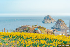 관광공사, 대한민국 구석구석 봄나들이 추천 수선화 명소 4선