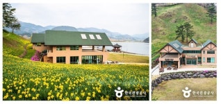 관광공사, 대한민국 구석구석 봄나들이 추천 수선화 명소 4선