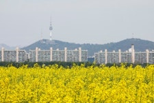 서울시, 반포 서래섬에서 5.10~19까지 유채찬란 주제 2024 한강 서래섬 유채꽃 축제 개최
