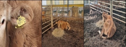 충남축산기술연구소, 고창증 기립불능 한우 홍주미트 출하