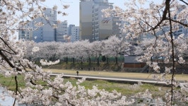 영동군, 벚꽃 만개한 봄길… 하천과 도심이 꽃물결로 물들어