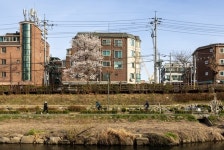 서울관광재단, 자전거를 타고 느끼는 서울의 봄 라이딩 명소 소개.. 개나리부터 장미까지