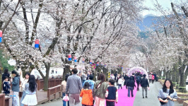 벚꽃구경 끝? .. 에덴벚꽃길 여기는 이번 주말이 절정
