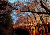 서울에서 50분 거리인데 의외로 몰랐던  벚꽃엔딩 명소이곳.. 에덴벚꽃길 축제 성료