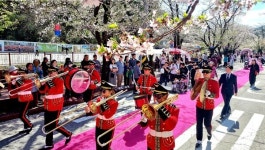 서울에서 50분 거리인데 의외로 몰랐던  벚꽃엔딩 명소이곳.. 에덴벚꽃길 축제 성료