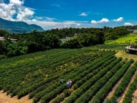 대만관광청, 대만 여름축제 대만 국제 열기구 카니발 과 동부해안 랜드아트 페스티벌 소개
