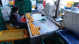 충북 영동군, 명품 곶감 생산 본격화…가을 수확철 활기