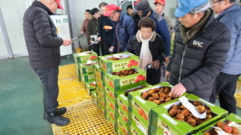 감고을 영동 햇곶감 본격 출하… 경매시장 개장