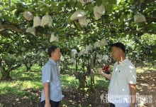 [칼럼] 나주배 유럽시장 도전, 생산 현장의 품질에서 시작된다