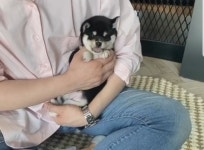 인천강아지 분양 ‘미유펫 인천점’, 분양가 할인 85% 이벤트 및 비대면 배송서비스 나서