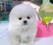 고양이분양 ‘미유펫’, 주말특가분양이벤트 최대 85%할인