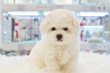 대구강아지분양 미유펫 견종, 묘종 최대 80% 할인 및 무료분양 진행