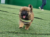 컴투펫 위탁보호센터, 파양된 강아지‧고양이 대상 무료분양 캠페인 진행