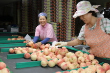 보성 율어장수농장, 차돌복숭아 출하 한창