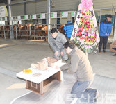 경기 서북부 대표 가축시장…파주연천축협 가축시장 새해 첫 개장