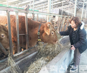 <본지·농협 주최 가업승계·축산창업 우수사례 공모전 ‘우수상’>귀농 축산창업 / 충북 괴산 조이농장(조정기·이춘화 부부)