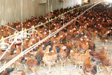 토종닭 시세 곤두박질…“키울수록 손해”