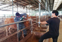 <일선축협 특색사업 현장>경남 창녕축협 / 우량암소 IoT사업