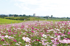가을 전령 코스모스 보며 ‘코로나 블루’ 날리자