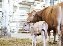 금쪽같은 송아지, 환절기 질병 예방을
