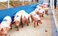 “돼지야 반갑다”…ASF 피해지역 첫 재입식