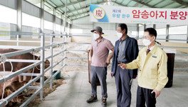 용인축협 “우량 송아지 분양…농가 실익 증대 일조”