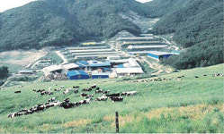 <창간 36주년 특집-건강한 K축산 / 일선축협 특색사업 현장>전북 지리산낙협 / 육성우 위탁사업