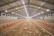 육계, 빛 관리 잘하면 스트레스 줄고 생산성 향상