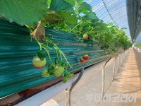 이상기후에 딸기 농장 얼었다...65% 가격 급등