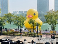 러버덕, 8년 만에 석촌호수로 돌아 왔다…韓 국민에 즐거움·희망 전해지길