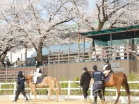 마사회, 과천시민공원서 도심승마축제 개최