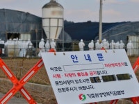전국서 고병원성 AI 잇따라···영암·천안·안성 확진, 방역 비상