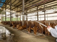 인천 강화 소 농장서 구제역 발생···9개월 만에 국내 재확산