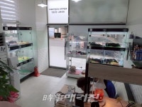정식 켄넬 출신 아메리칸불리, 프렌치불독 특수견종 전문 프불리하우스