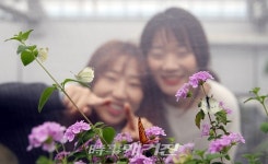 함평 나비, 봄을 부르는 힘찬 날갯짓