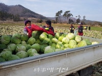 [포토] 함평군 양배추로 전하는 온정