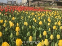 봄의 전령 튤립, 중랑천에 한가득!