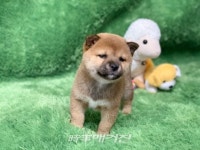 강아지분양 고양이분양 전문 펫왕국 프리미엄 서비스를 제공해 애견분양, 애견샵, 애묘샵들 중 관심을 받고 있어