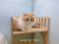 강아지분양 고양이분양 전문 펫왕국 프리미엄 서비스를 제공해 애견분양, 애견샵, 애묘샵들 중 관심을 받고 있어