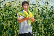 해남군, 김태희 다이어트 비법 초당옥수수 인기몰이