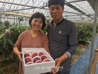 곡성군, 전남 곡성에서도 애플망고가 자란다구요?