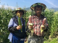 곡성군. 쫀득쫀득 달콤한 곡성 삼기 흑찰옥수수 본격 출하