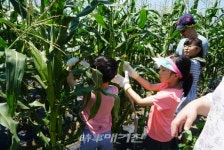 곡성군, 현장에서 즐기는 삼기 흑찰옥수수 팜파티 성황