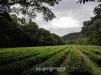 선운사 다원, 녹색도시 고창의 품격 높인다