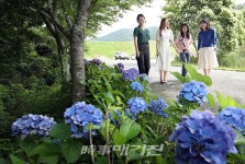[포토] 강진군 천년고찰 고성사(高聲寺) 꽃길