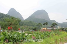 진안군, 마이산 북부 가을꽃 식재 구슬땀 진안고원 볼거리 제공