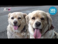 TV동물농장 제보자 안내에 따라 골목에 위치한...