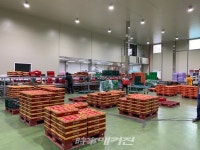 진안고원 사과(부사) 본격 출하